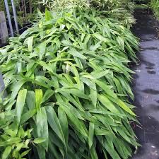 Bambu Indocalamus tessellatus