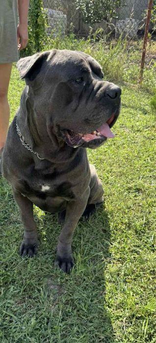 Вязка! Кане корсе