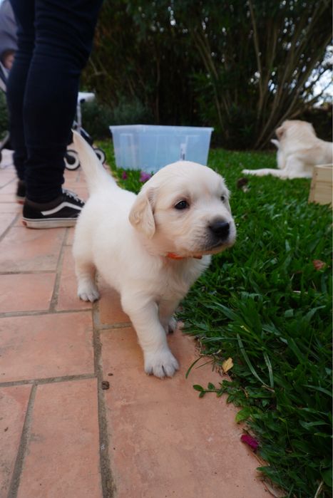 Golden Retriever