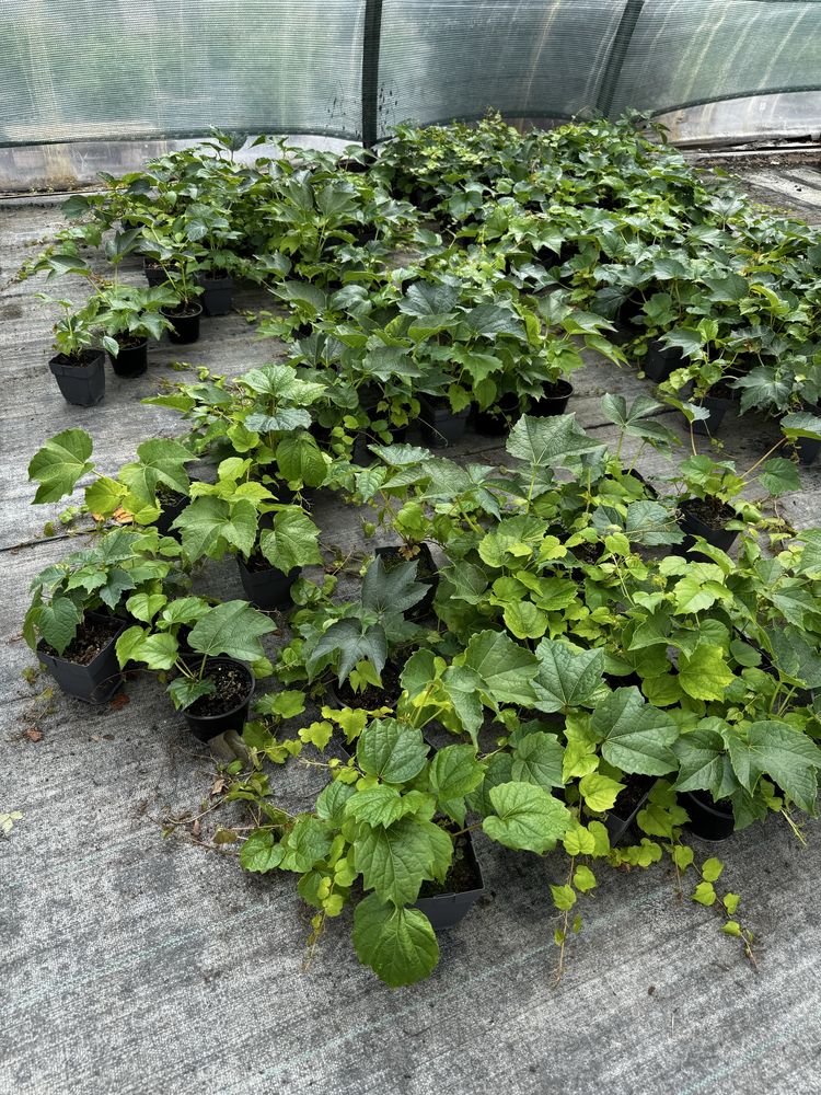 Виноград Вічі щеплений розпродаж опт від 20 штук