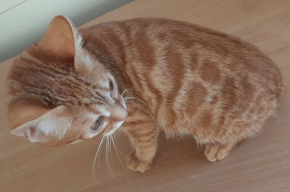 Бенгальський хлопчик рудий 3,5 місяців