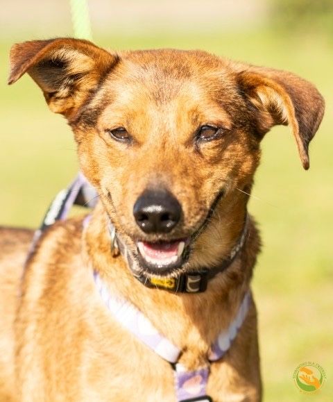 Wedel młody piesek do adopcji