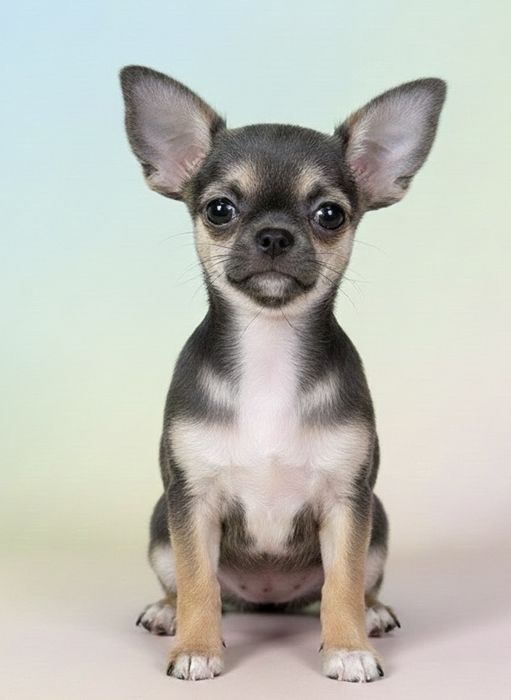 Блакитна з підпалом дівчинка