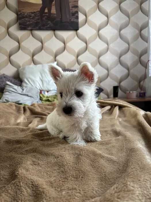 West Highland White Terrier