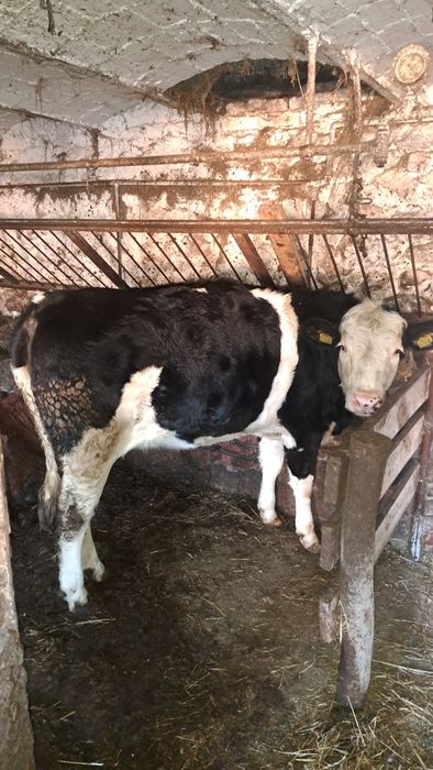 Sprzedam jałówke simental