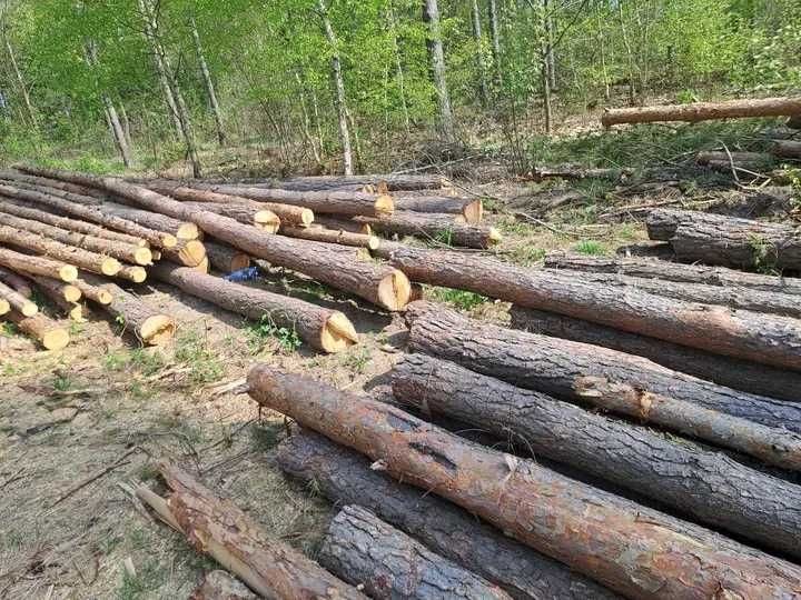 Drewno opałowe sosnowe