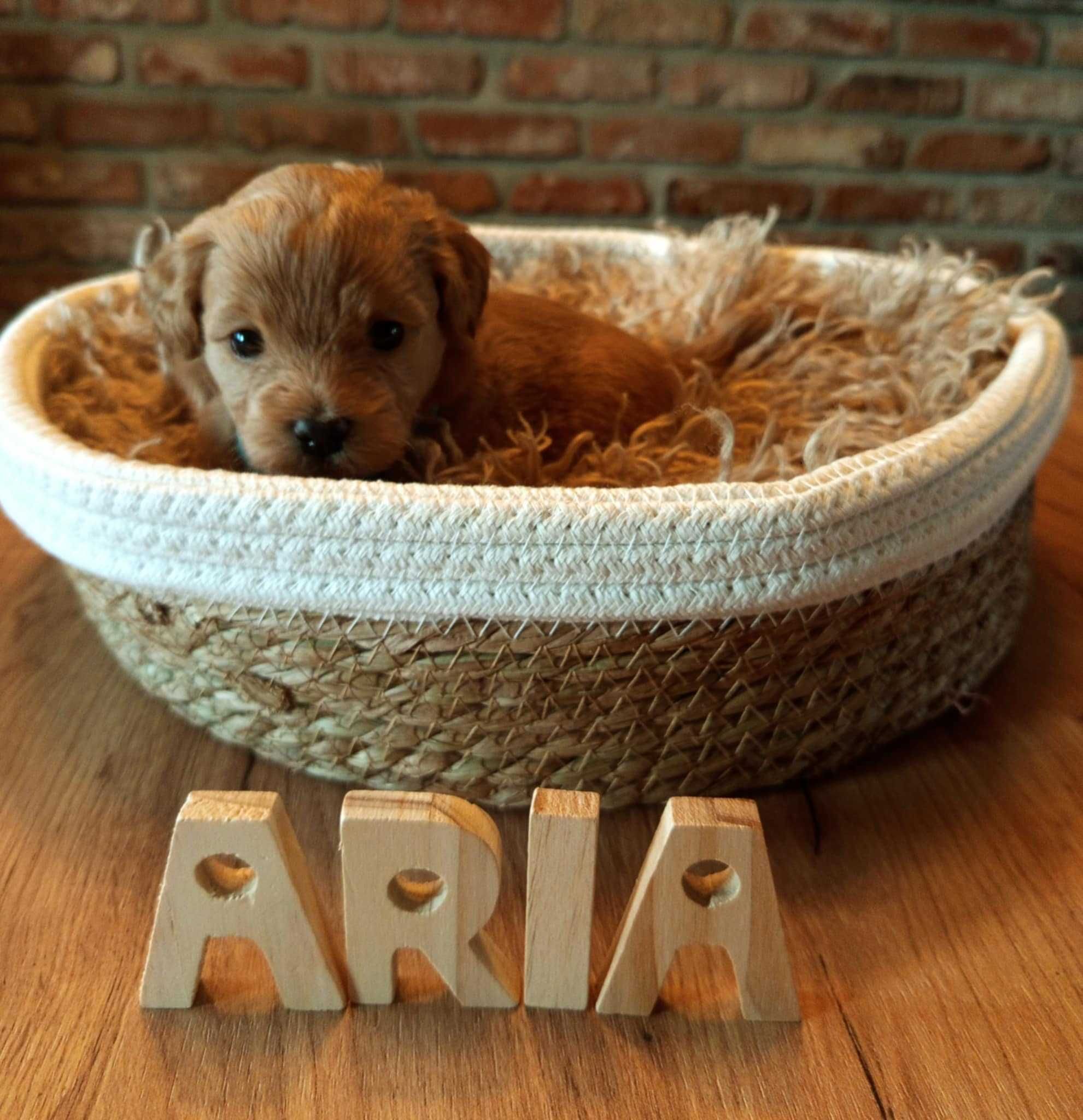 Maltipoo F1 Aria zarezerwowana