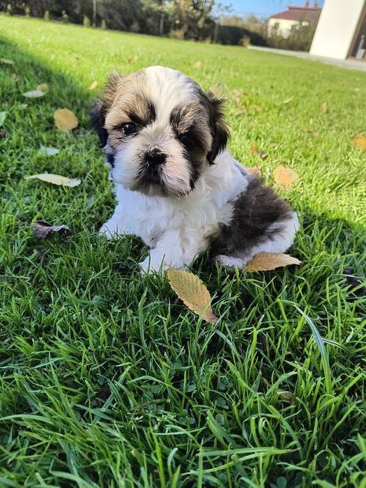 Szczeniak Shih Tzu shihtzu rodowód suczka rodowód rodowodem