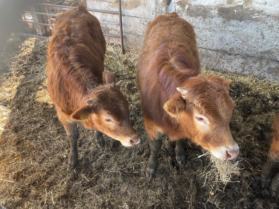 Sprzedam jałówki odsadki Limousine