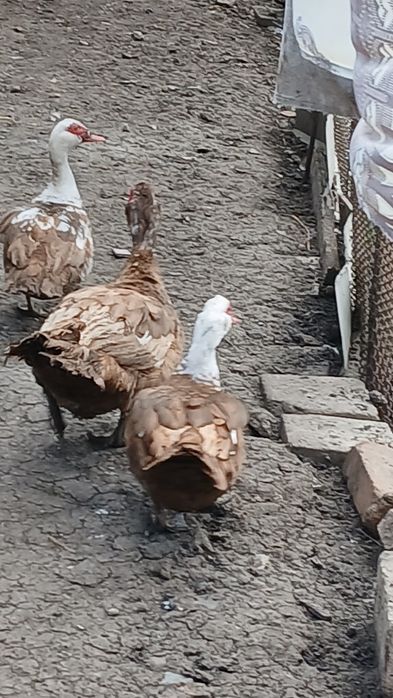 Мускусние утки годували.