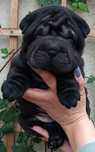 SharPei/ Shar Pei c/ Lop Macho ou Femea