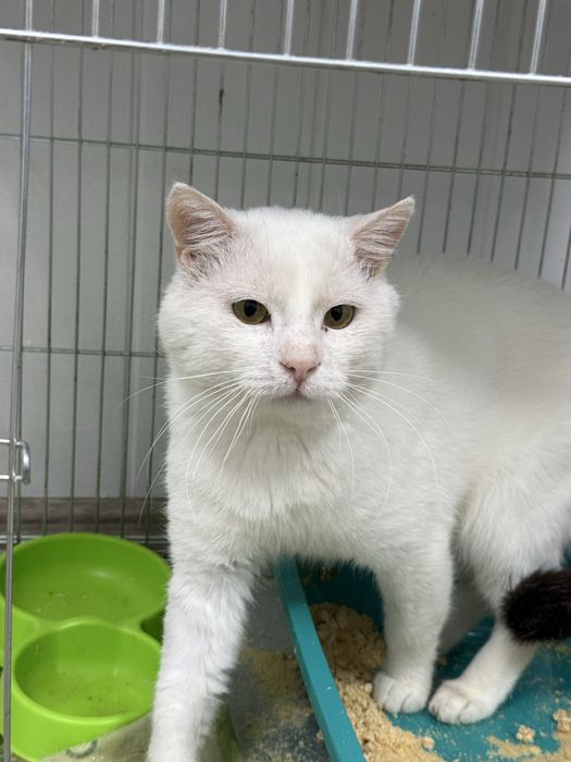 Віддаємо білого кота