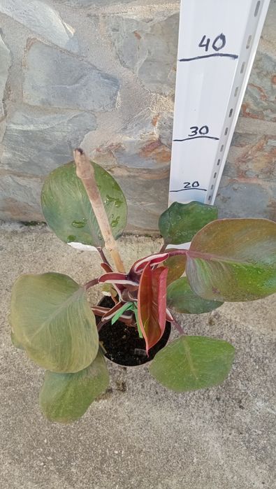 Philodendro White Knight