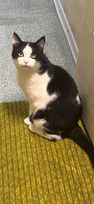 Отдам кота в добрые руки 17кв