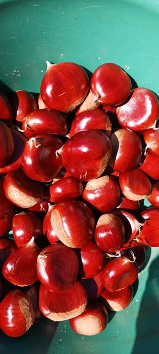 Castanha premiada . Colheita 2025