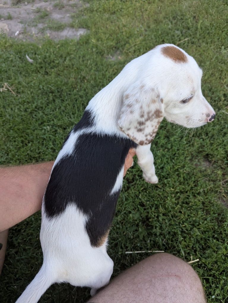 Szczeniak Beagle unikatowy biały!