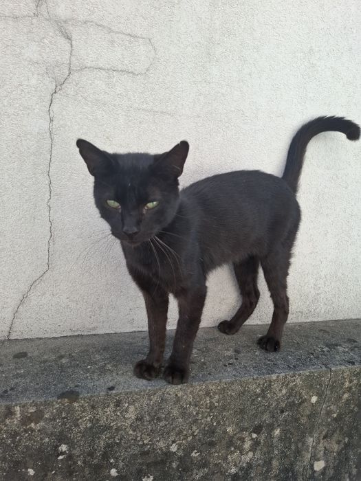 Gatinho para adoção