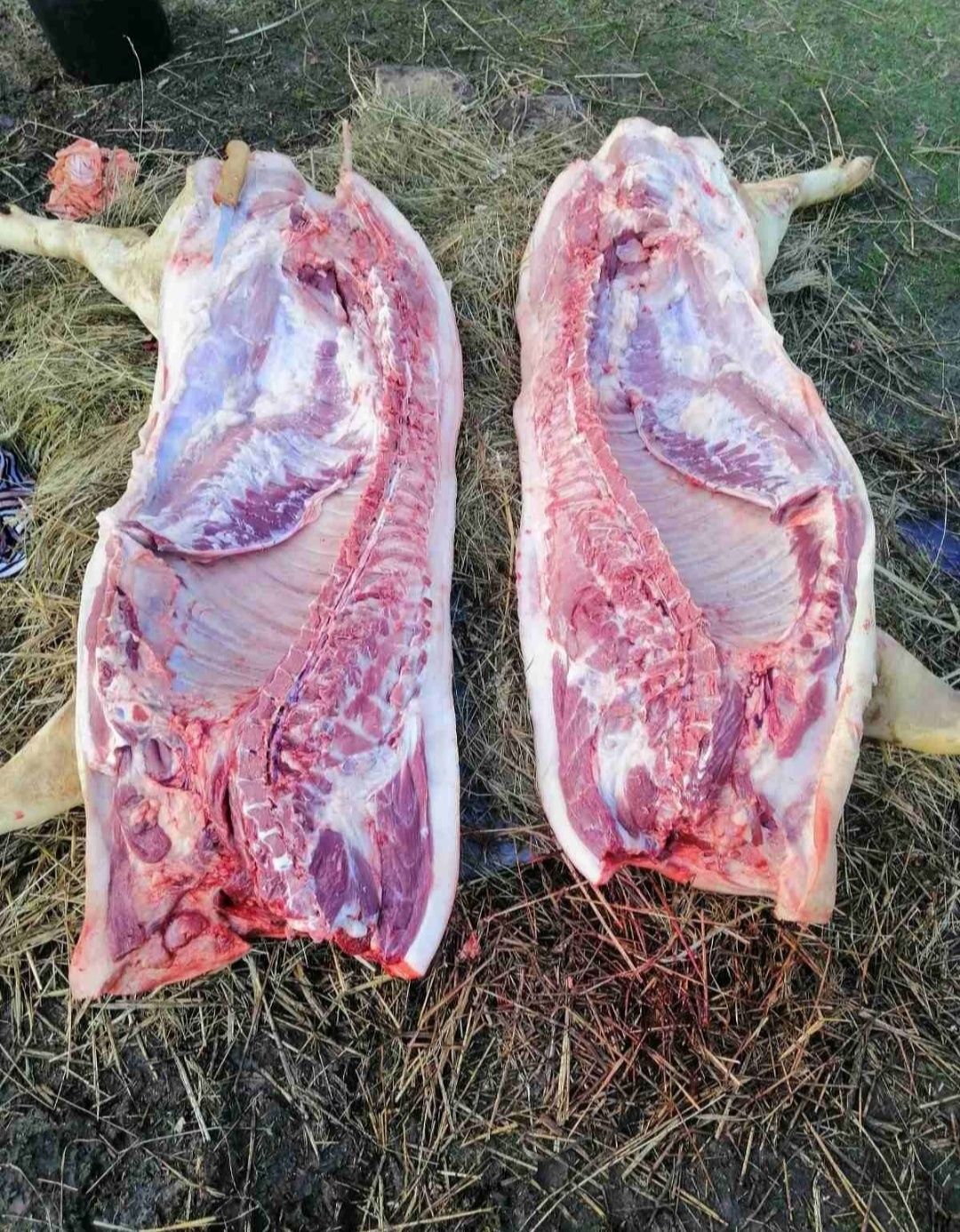 Продам тушку, напів тушки свинини домашньої