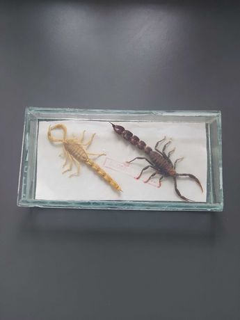 Skorpiony kolekcjonerskie