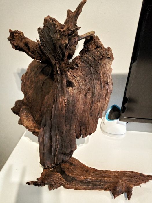 Korzeń z drzewa naturalny