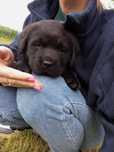 Labrador Czarny Piesek