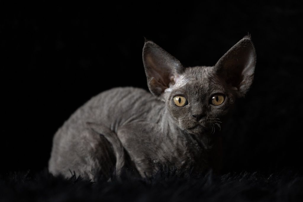 Devon Rex* rozkoszny niebieski chłopczyk