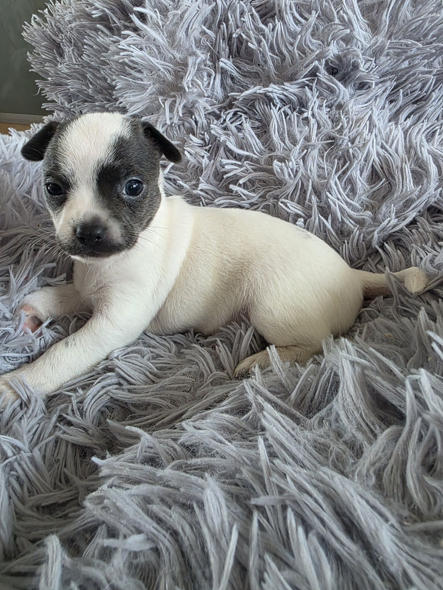 Chihuahua piesek biało czarny
