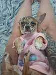 Śliczna Suczka Chihuahua