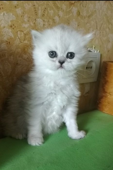 Котёнок серебристой шиншиллы ns11 белый пепельный