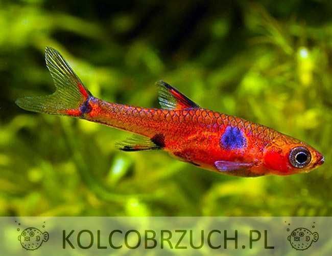 Razbora plamista - Boraras maculatus - Rasbora - dowóz, wysyłka