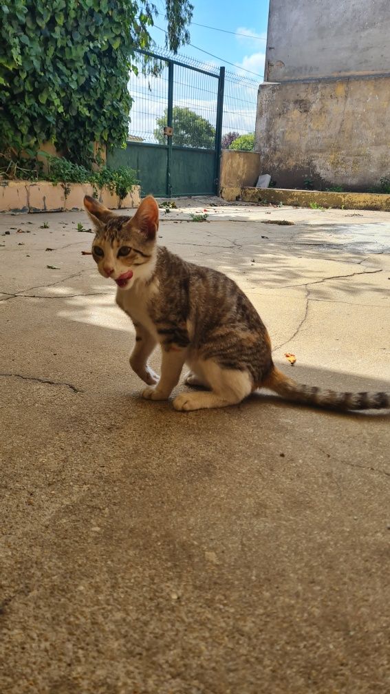 Gata para adoçar