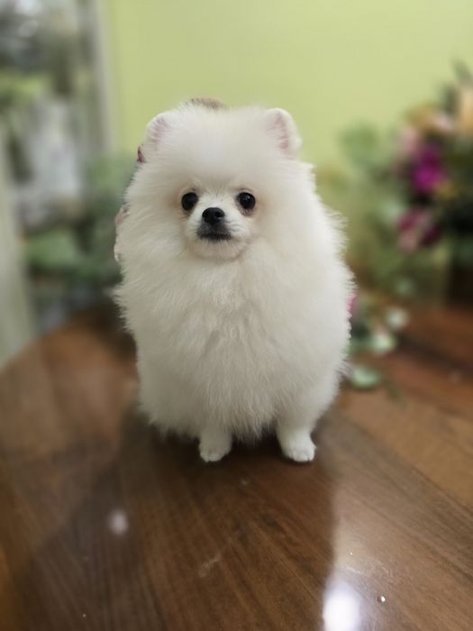 Malenki bialy piesek pomeranian FCI