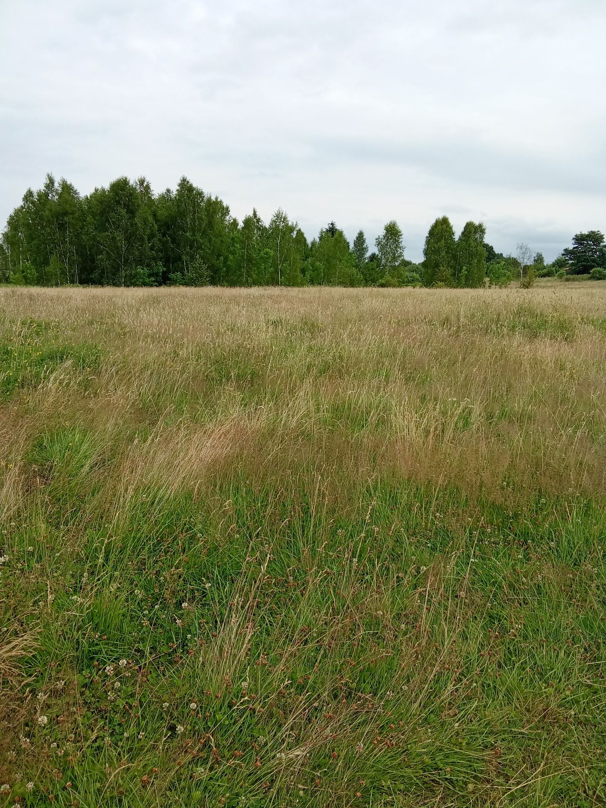 Oddam za darmo łanki do szkoszenia