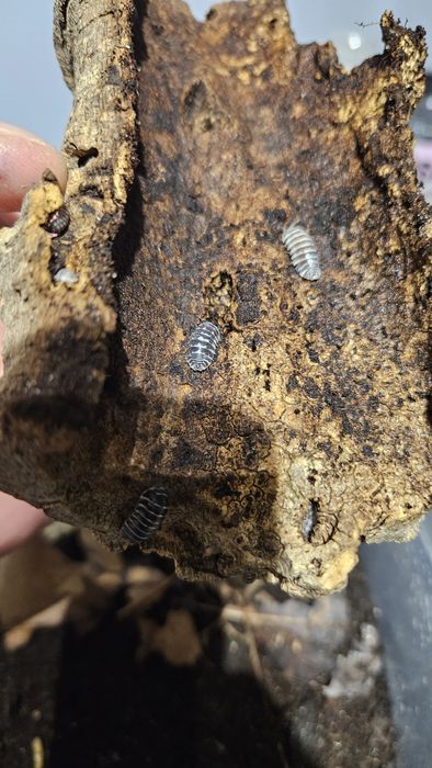 Isopody Armadillidium maculatum Zebra ekipa sprzątająca