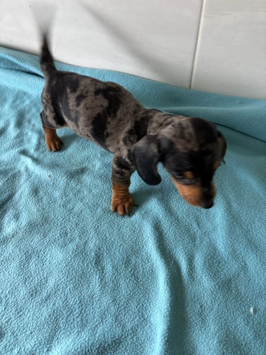 Teckel macho miniatura