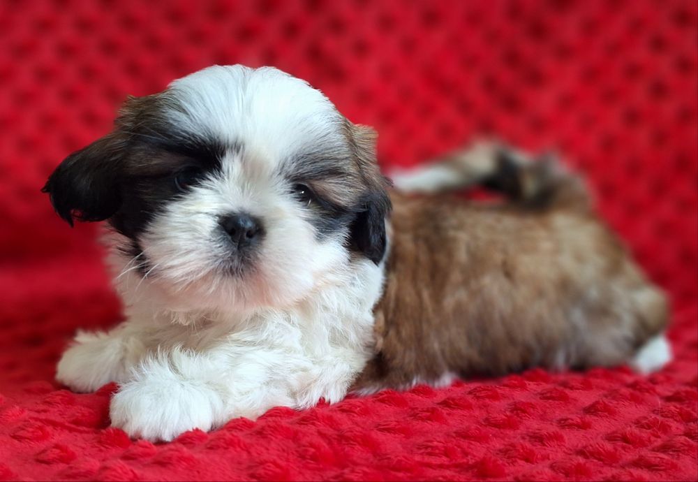 Śliczny, wesoły maluch Shih Tzu z rodowodem