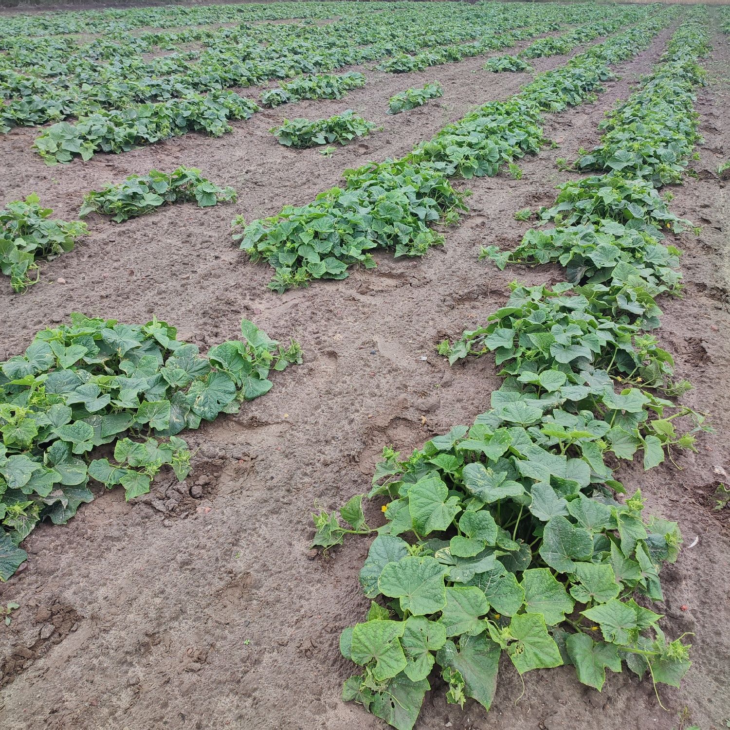 Ogórki gruntowe Śremski z własnej plantacji
