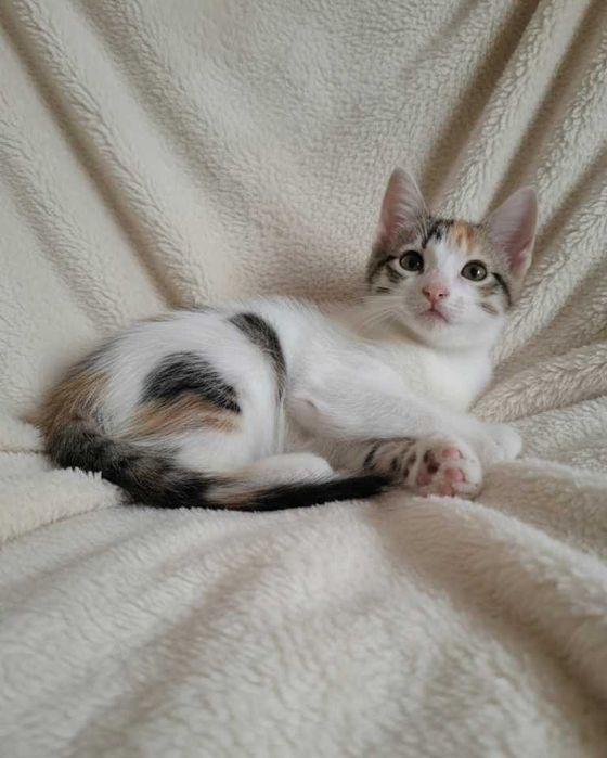Setúbal / Margem Sul / Lisboa — ANGEL e BUBBLES, gatinhos para adoção