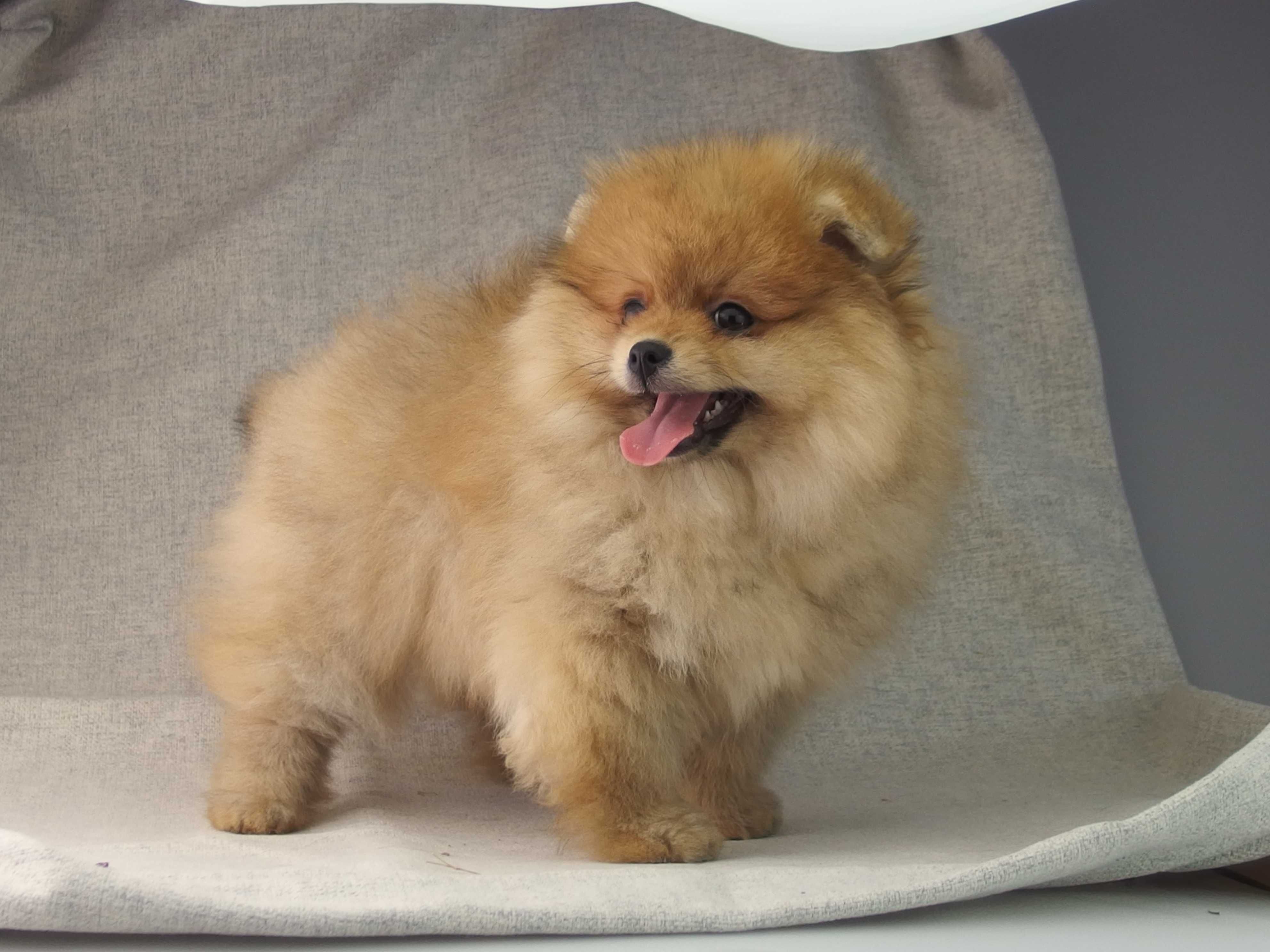 POMERANIAN   FCI szpic miniaturowy # SUCZKA