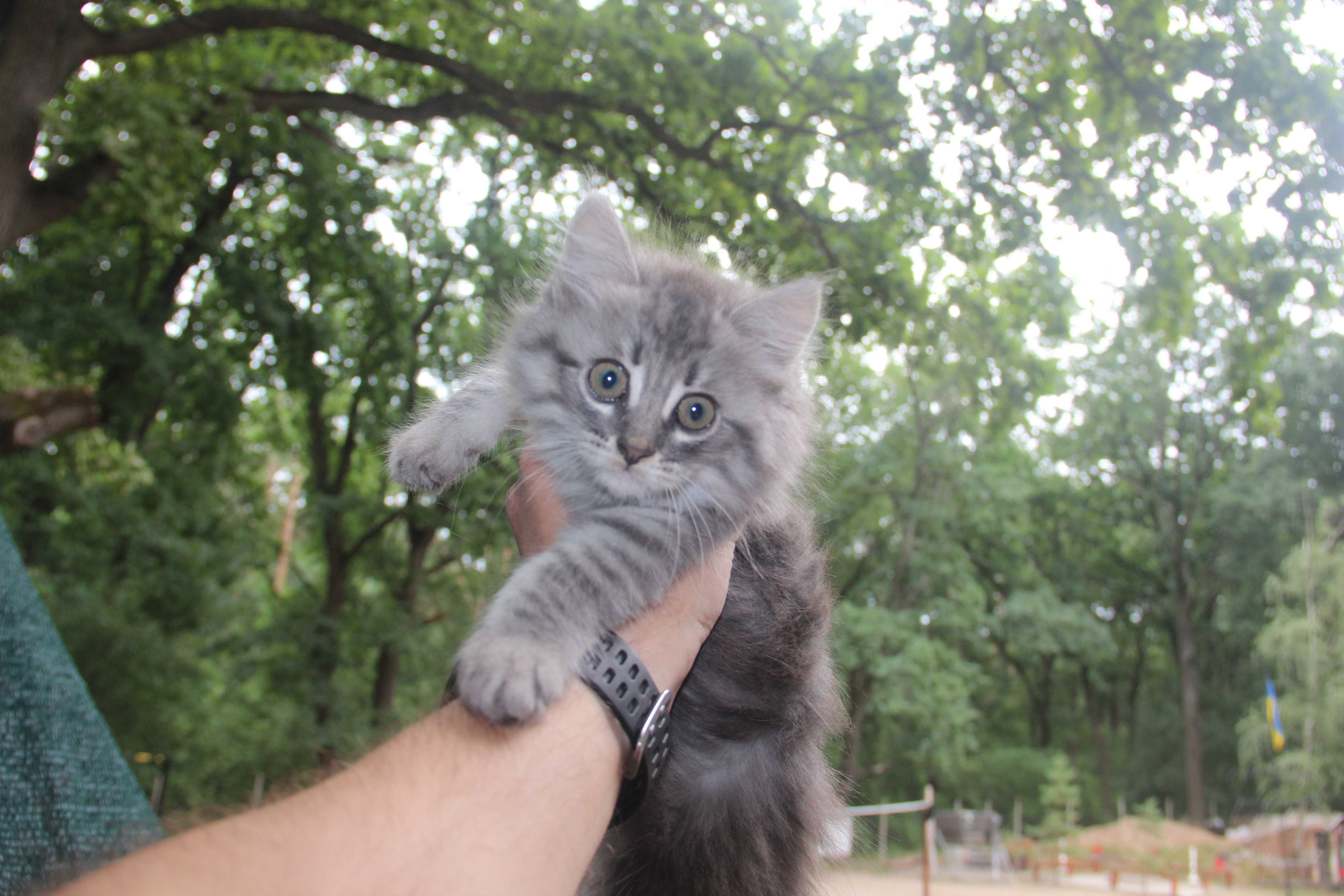 Віддамо кошеняток