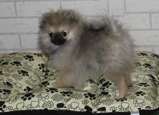 Miniaturowy szpic pomorski