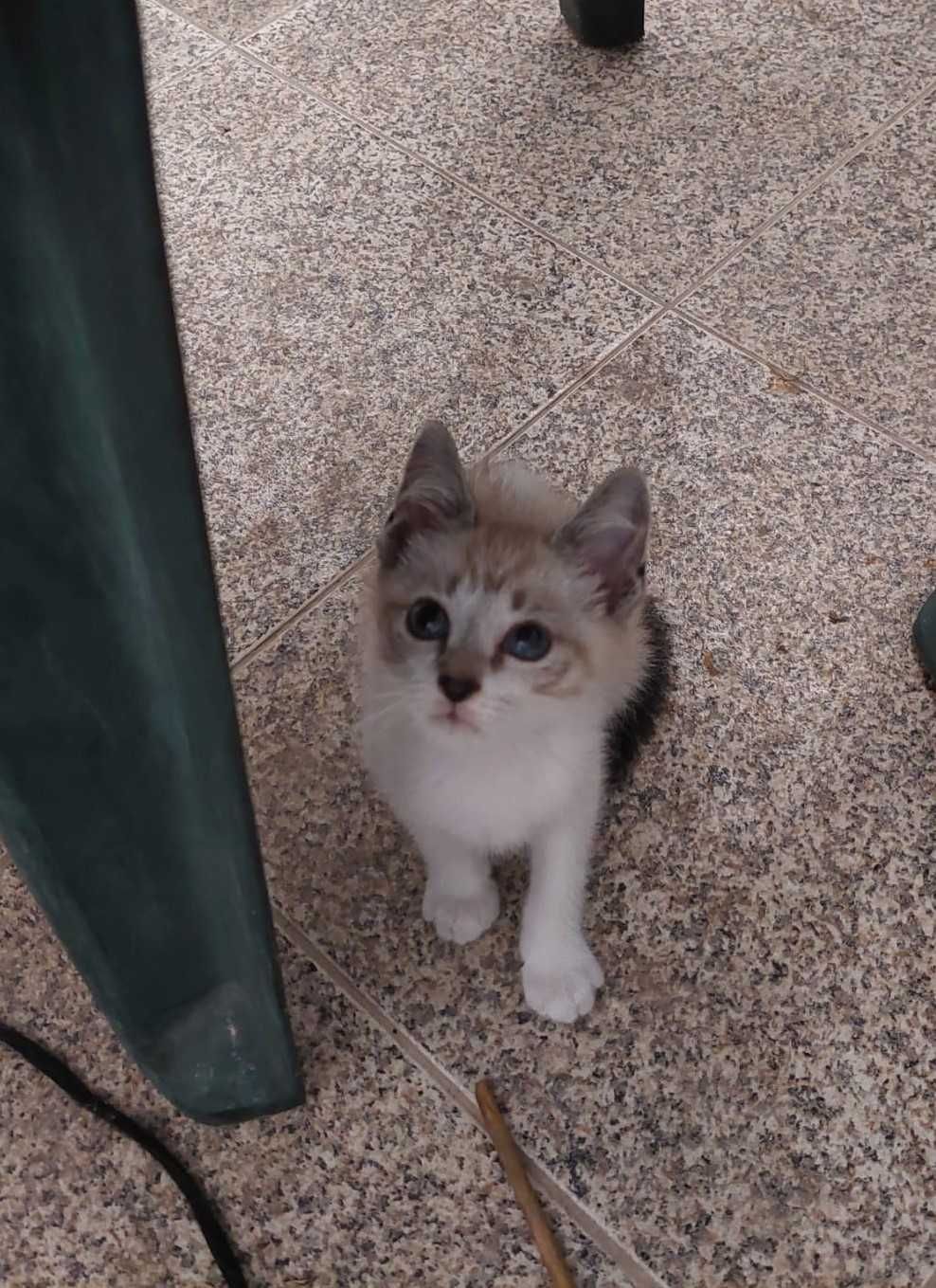 Gatinho de olho azul