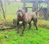 Pies Amstaff blekitny