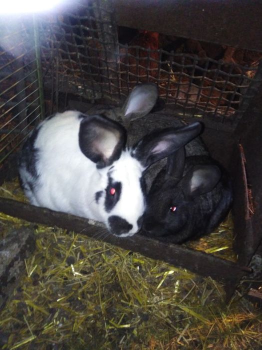 Продам кроликов цена 120гр за кг