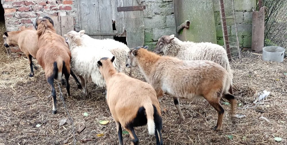 Owce kameruńskie kotne