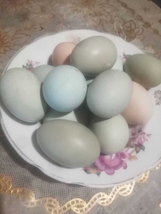 Інкубаційні яйця мішаних порід