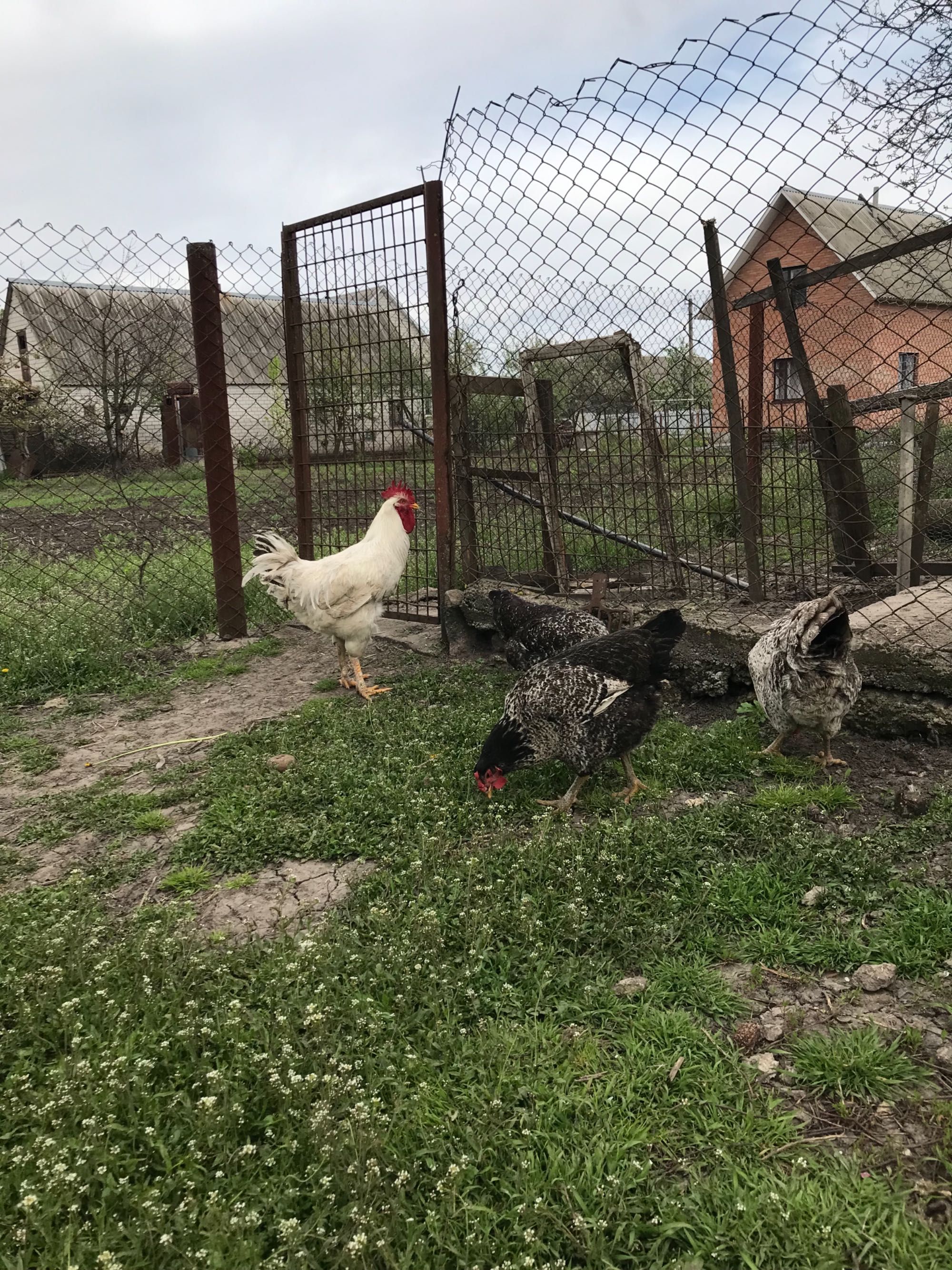 Продам куры или яйца, Юрловская голосистая