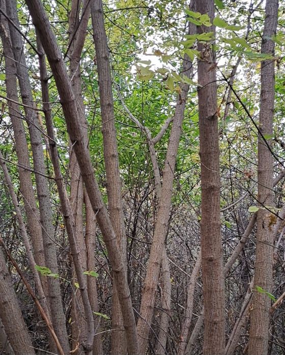 Виріз дерев на дрова, безкоштовно!