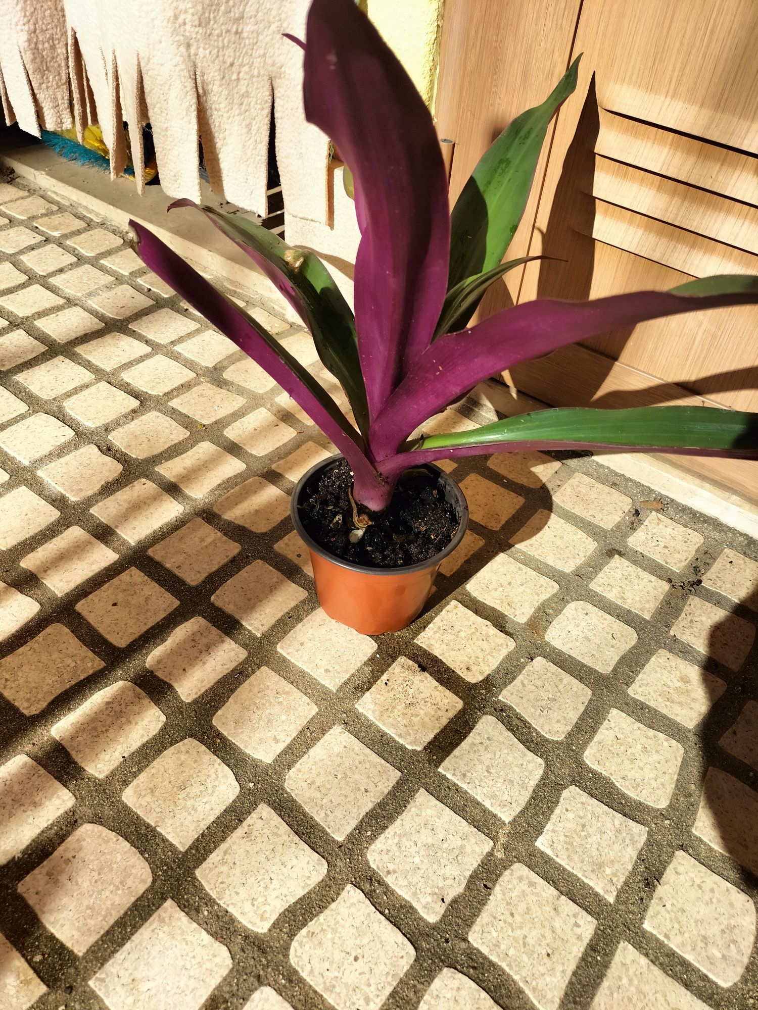 Planta caseira.   Cultivada por mim