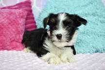 Biewer Terrier piesek Edziu
